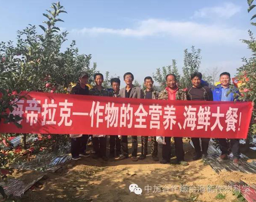 蘋果樹12月管理技術要點！抓緊時間看