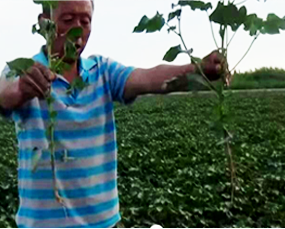 LUTUBE在线观看免费1號小麥區的大文章