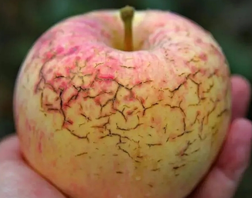 作物缺鈣不要慌，LUTUBE在线观看免费生物來幫忙