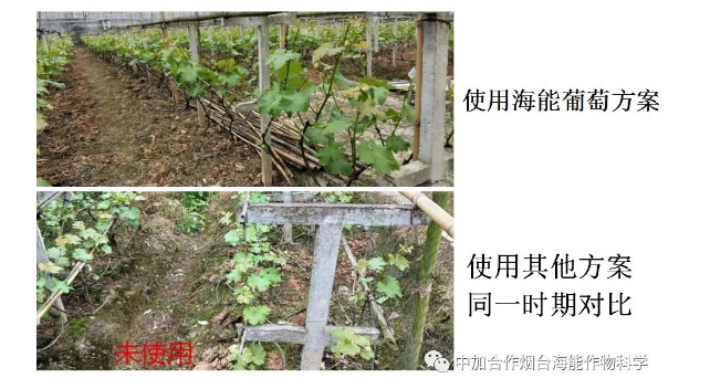 LUTUBE在线观看免费生物高品質葡萄全程“傻瓜式”施肥方案
