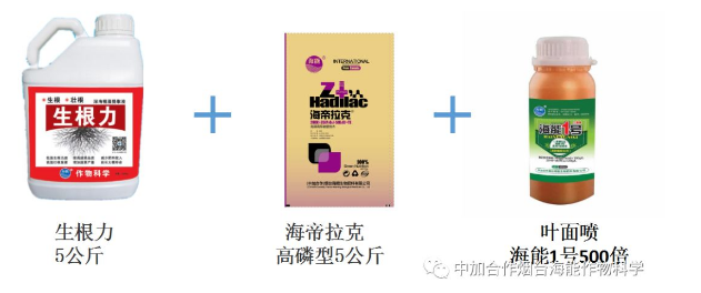 LUTUBE在线观看免费生物高品質葡萄全程“傻瓜式”施肥方案