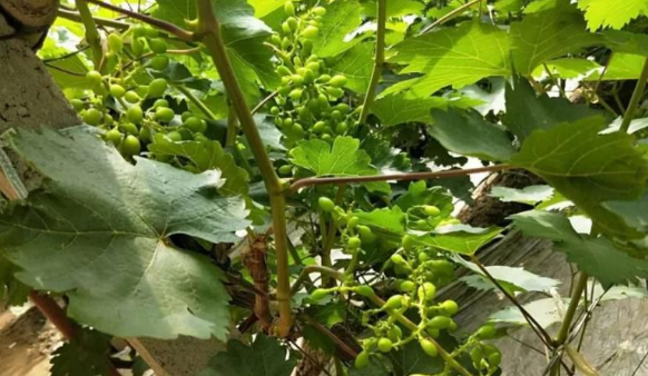 LUTUBE在线观看免费生物高品質葡萄全程“傻瓜式”施肥方案