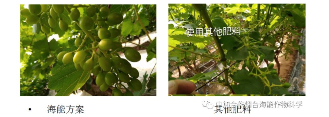 LUTUBE在线观看免费生物高品質葡萄全程“傻瓜式”施肥方案