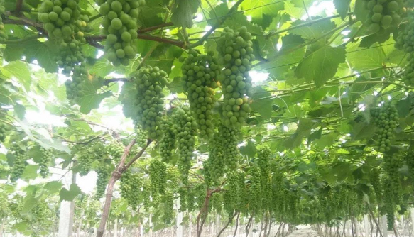 LUTUBE在线观看免费生物高品質葡萄全程“傻瓜式”施肥方案