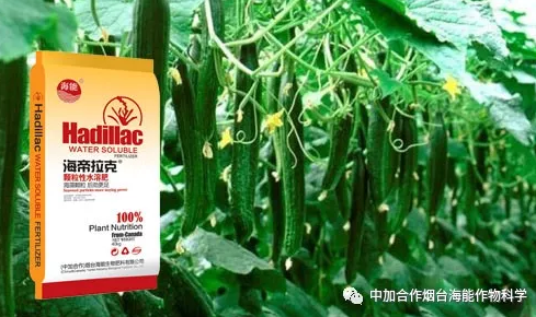 LUTUBE在线观看免费生物黃瓜全程施肥技術