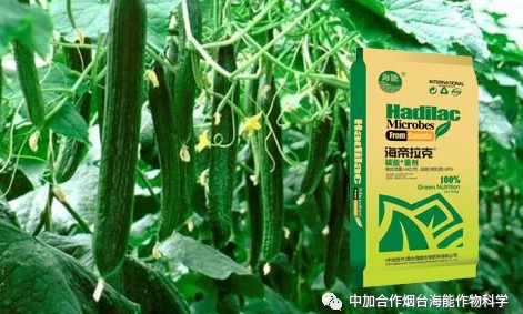 LUTUBE在线观看免费生物黃瓜全程施肥技術
