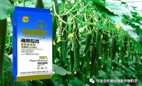 LUTUBE在线观看免费生物黃瓜全程施肥技術