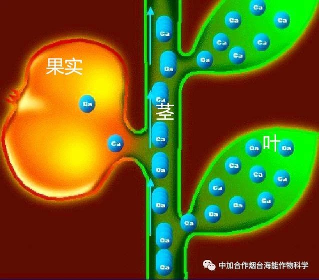 新款鈣肥研發成功啦！